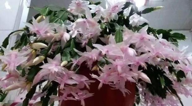 为什么盆栽土会结块,盆栽土容易撒出来怎么办