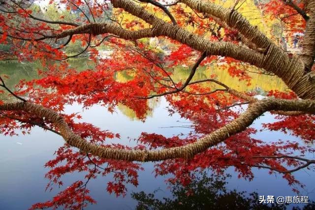 成都红枫打卡地,川西红枫岭团购