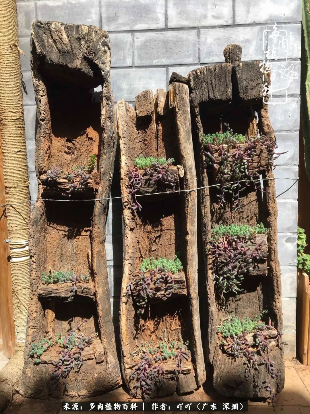 涓冨僵浜戝崡澶氳倝,浜戝崡澶氳倝涔嬫梾