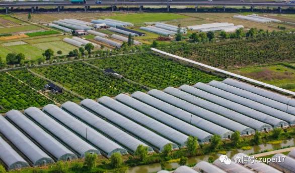 塑料圆拱形大棚,拱形温室大棚