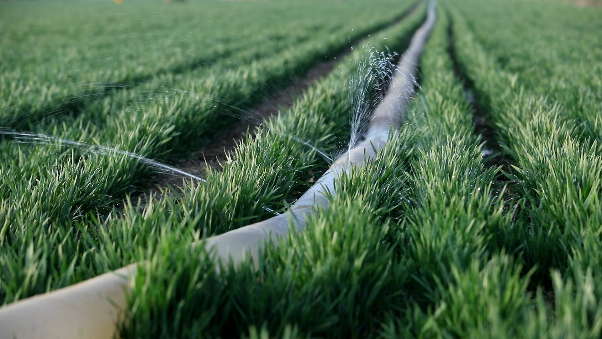 小麦种得晚产量低吗,旱地小麦为什么产量低