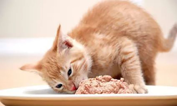 猫咪尿血的原因及解决方法,猫咪尿闭好了后尿血