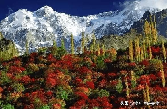 巴基斯坦罕萨族人的饮食,巴基斯坦普通人吃什么