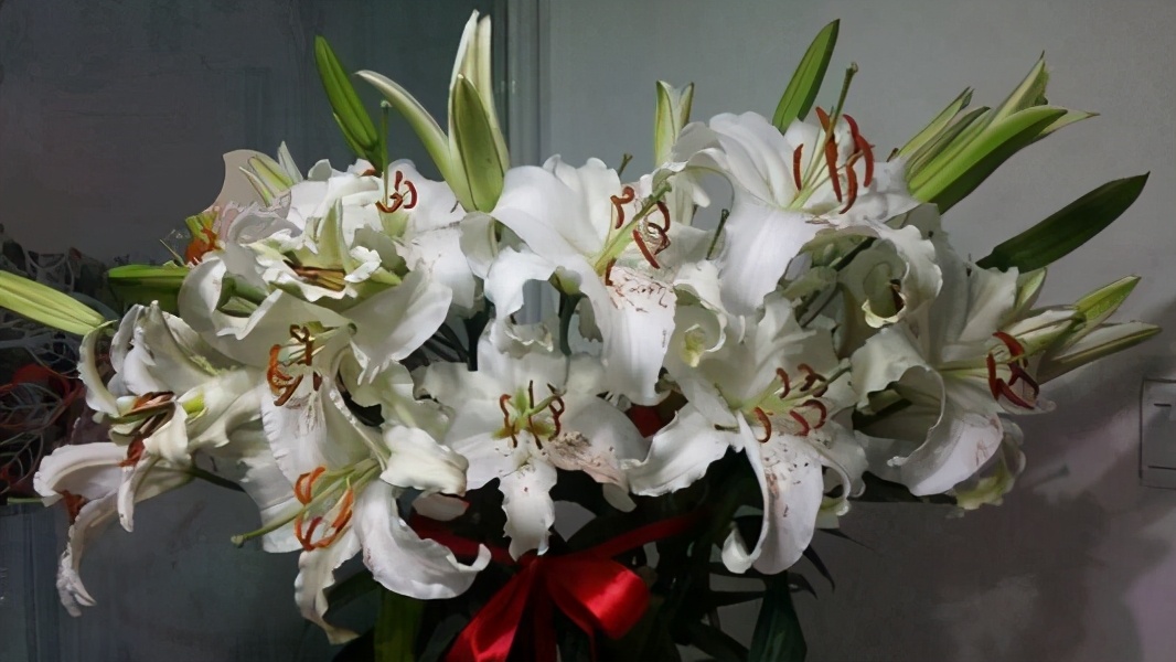 百合花枝不开花怎么回事,百合花是在几点开花和几月开花