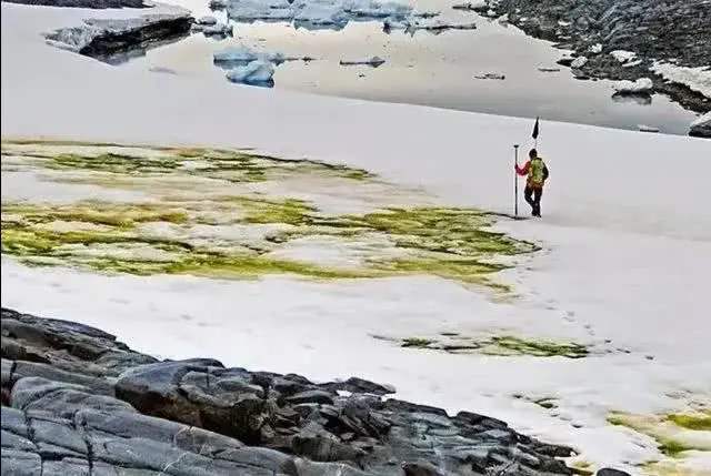 南极变暖意味着什么,南极变绿带来的影响