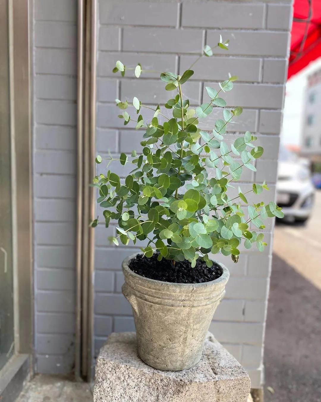 尤加利庭院,冷郁气质怎么形容