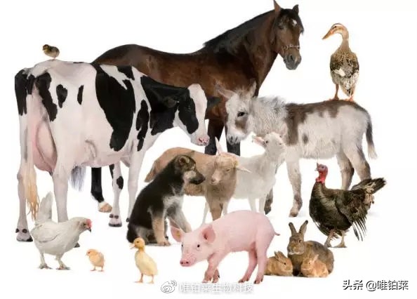 动物生长激素,动物促生长饲料添加剂