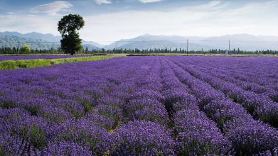 伊犁霍城薰衣草花海,伊犁霍城薰衣草真美