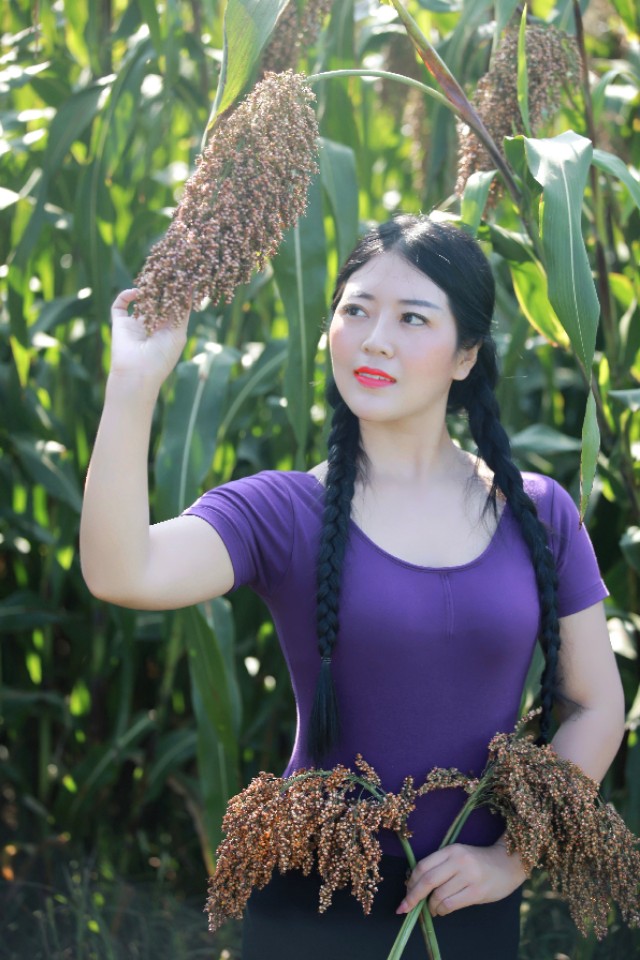 陕州区张茅乡：5000亩高粱红了,好似无际飘来的晚霞