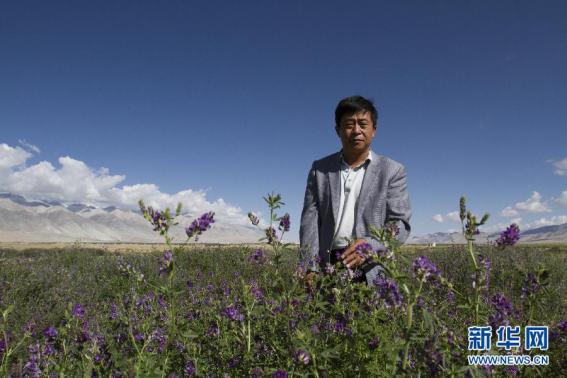 天堂*藏西**-好吃的草成了扶贫开发的头号工程，牛羊就快乐起来啦