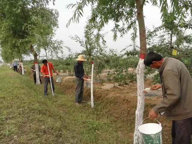 七项技术措施帮助果树安全过冬,果树过冬的正确方法