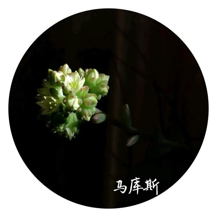 适合从小养到大的多肉,由小到大由浅入深