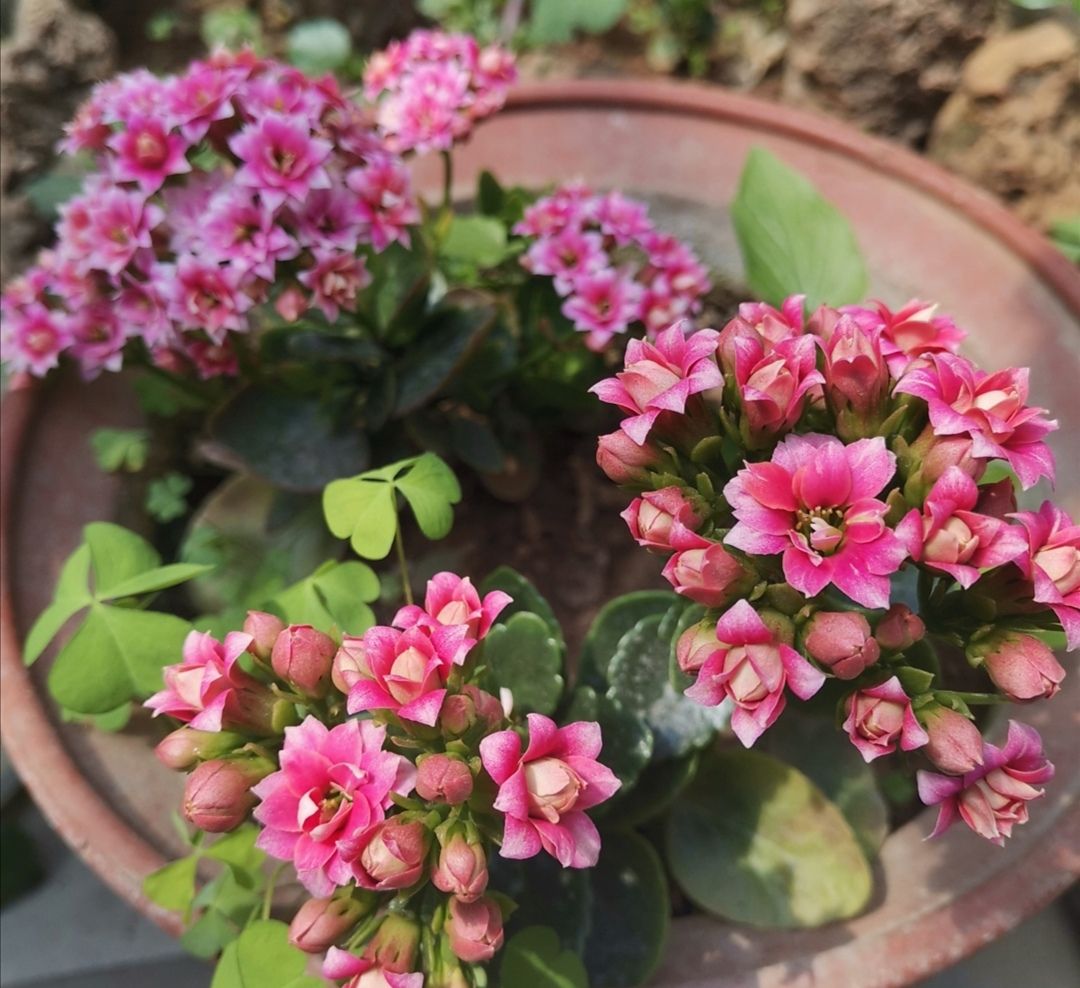 十月养什么盆栽最好,十月养这6种花建议穷养