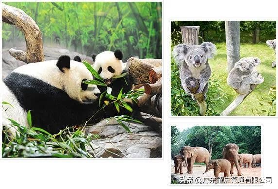 德通风扇-案例分享|广州长隆野生动物园加持德通雾化风扇