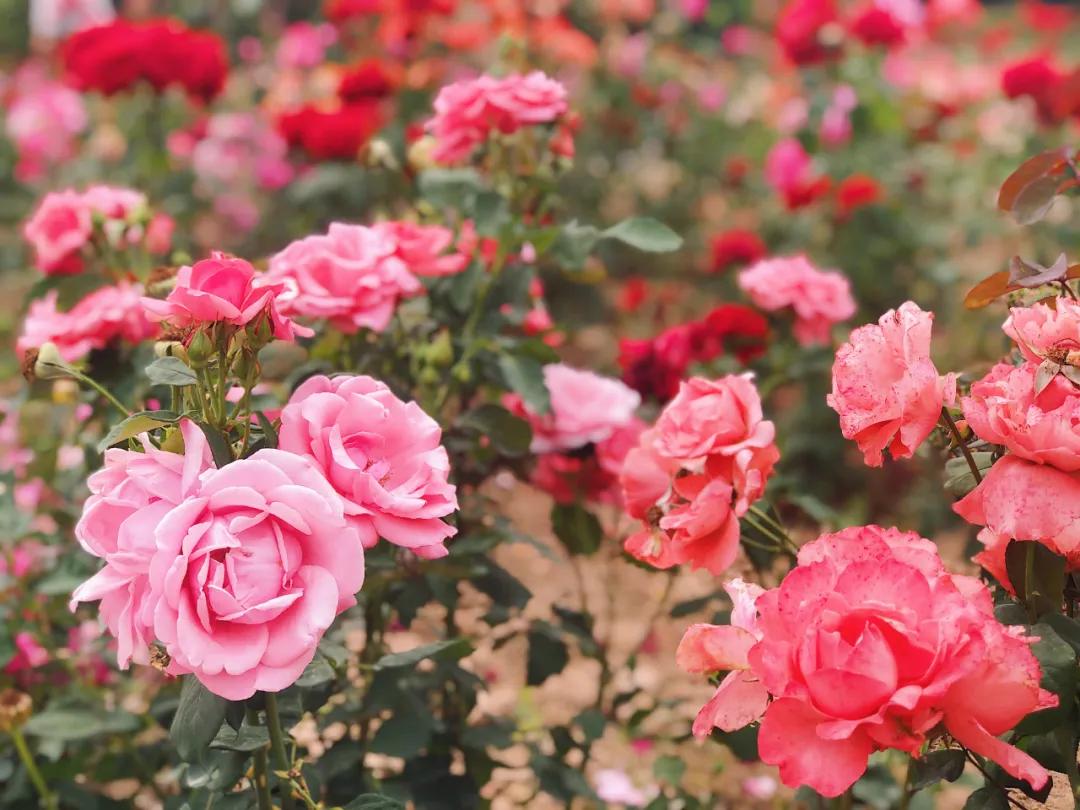 西安马尔代夫沙滩在哪里,西安马尔代夫图片