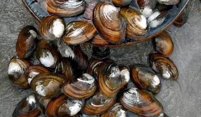 虾稻田怎样放地笼,地笼放河虾要注意什么