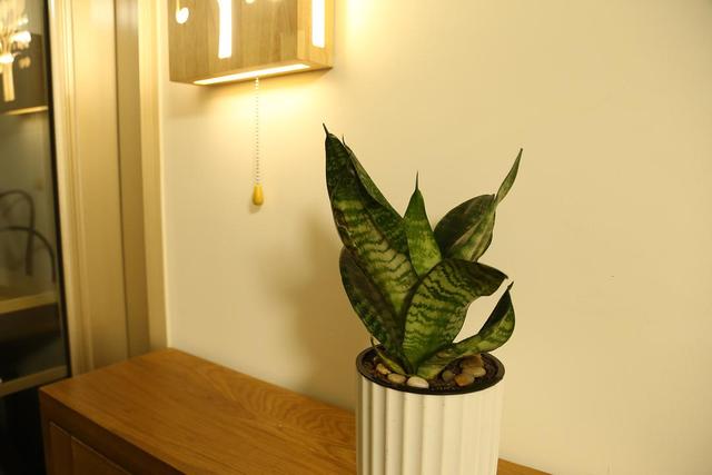 适合卧室养的10种花,养金枝玉叶放卧室可以改善睡眠吗