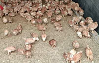 鸡打瞌睡是什么原因,鸡打瞌睡是病吗