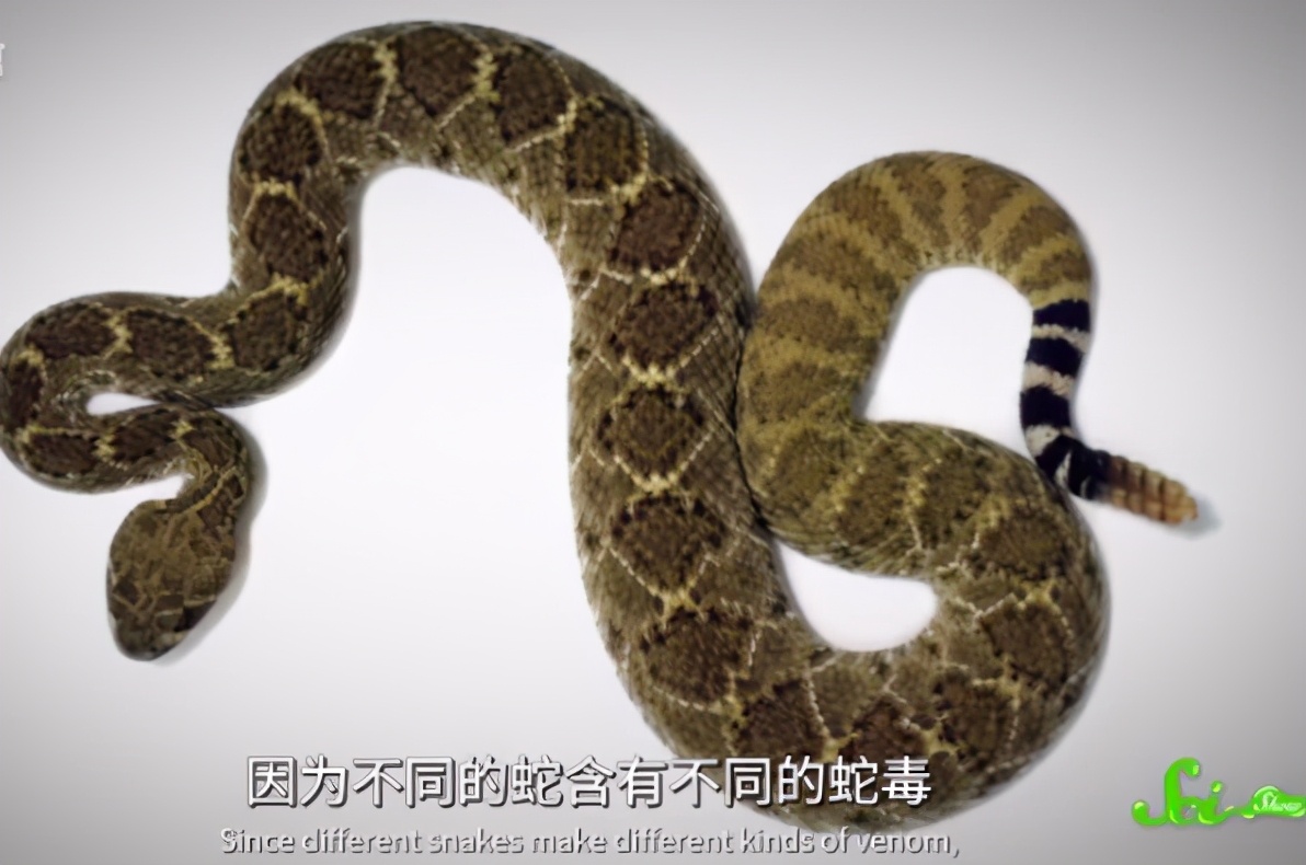 生存谣言,8个求生者监管者会怎样