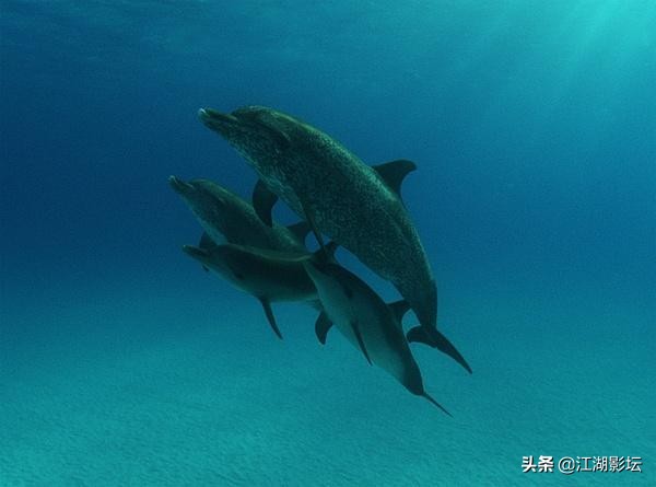 最震撼的海豚湾纪录片,海豚湾纪录片免费完整版在线