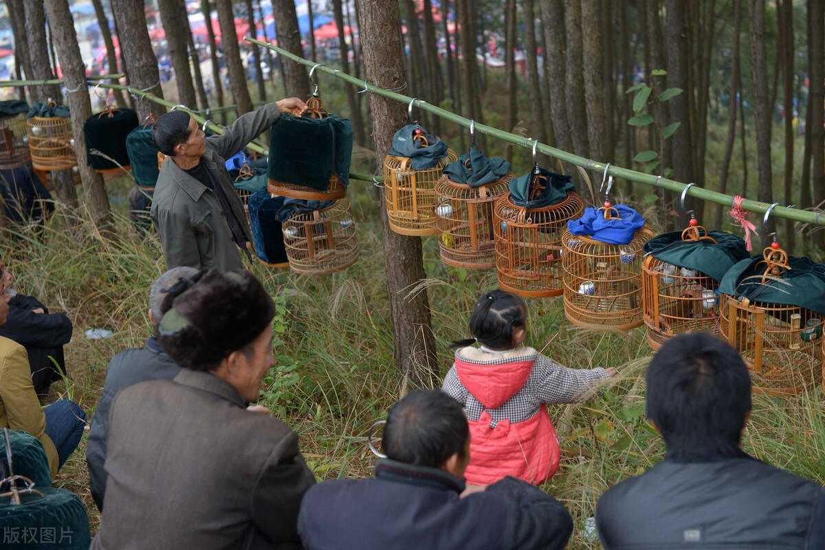 夏天画眉鸟吃什么饲料好,饲料配方及效果