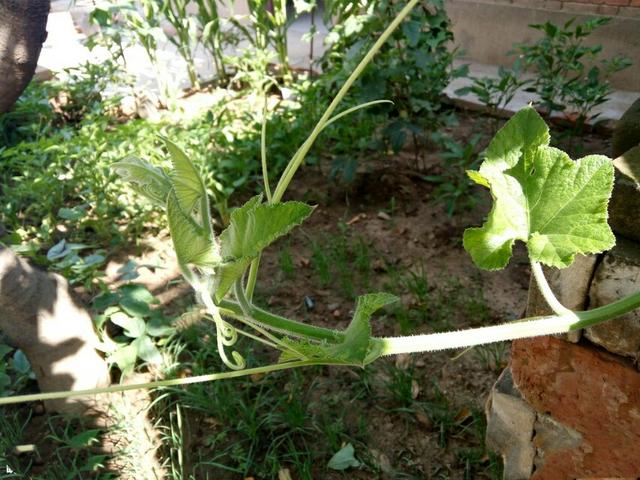 为什么南瓜苗会枯萎死,南瓜苗移栽后长得很慢是什么原因