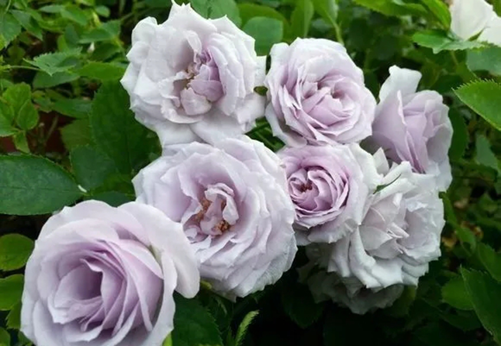 100种月季品种大全集,适合地栽的蓝紫色月季有哪些