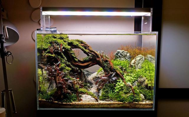 鱼缸水草不长绿藻要怎么做,水草缸如何避免爆藻