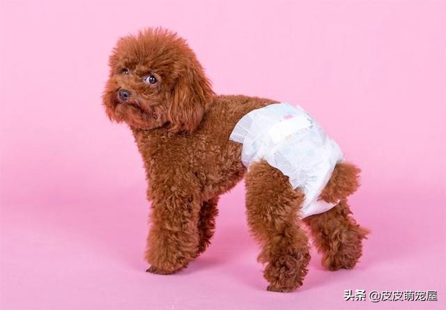 养泰迪犬是公的好还是母的好,养泰迪犬非要狗笼吗