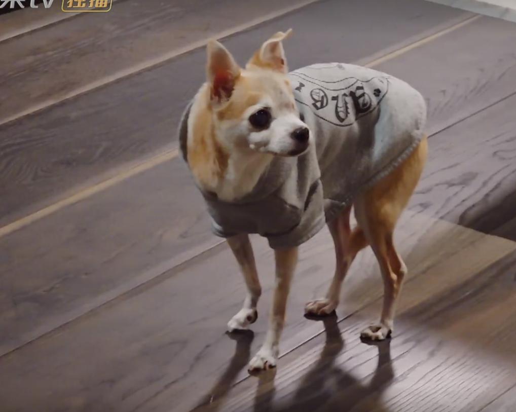 吉娃娃一只眼睛凸,吉娃娃一只眼睛白膜