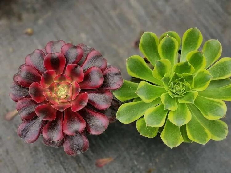 多肉法师韶羞现在能摘心吗,多肉法师欧紫跟韶羞的对比图