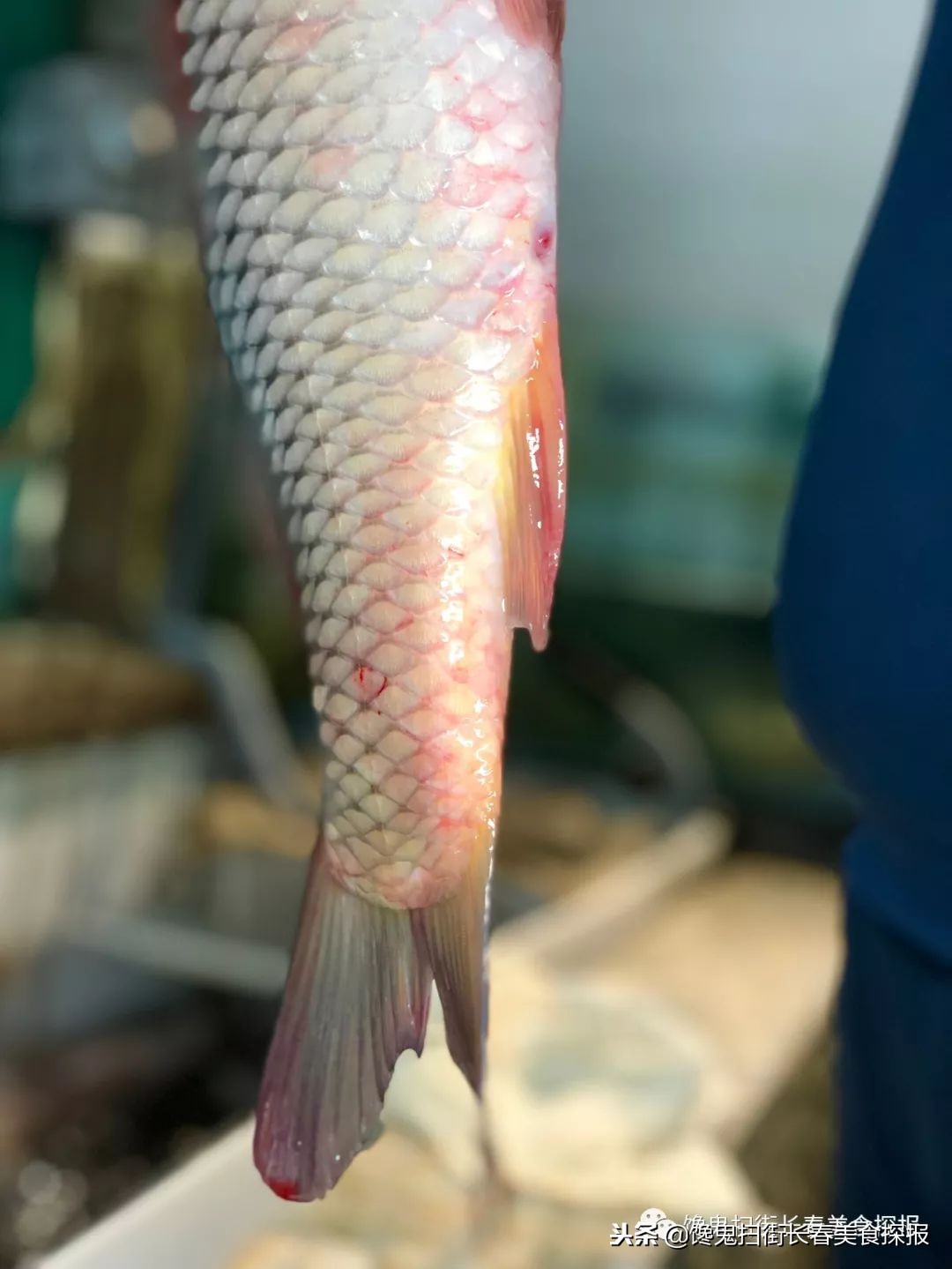 南湖别墅区藏个旧屯子，铁锅炖鱼天天爆满据说空姐都吃胖了！