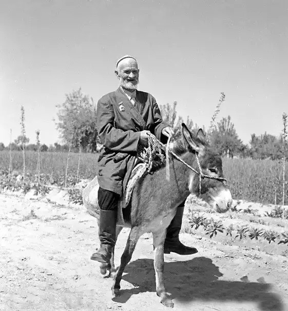 *疆新**库尔班大叔骑驴去北京面谢毛*东泽**，见面时却说：想要条绒布