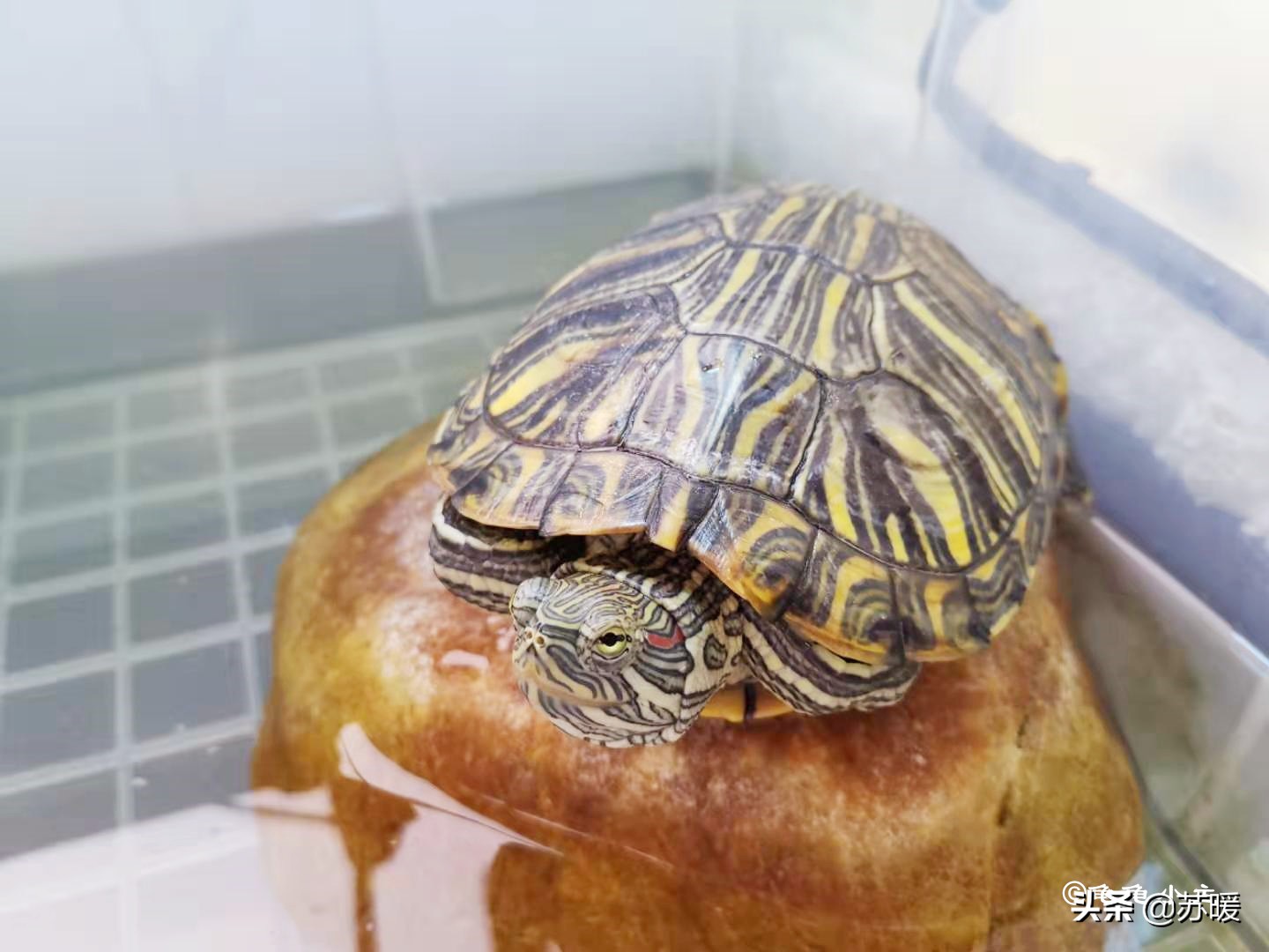 如何看龟龟肺炎好了,龟龟肺炎