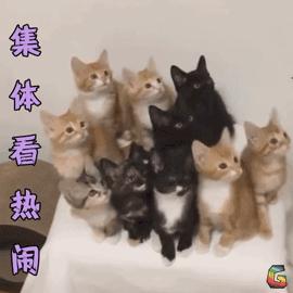 美短掉毛比一般的猫严重怎么办,英短猫掉毛严重怎么解决