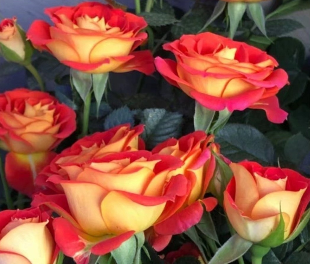 离婚后父母总催着再婚,离婚了父母总是怨恨我