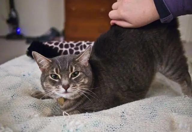 猫咪的神奇开关,猫咪身上的神奇小开关