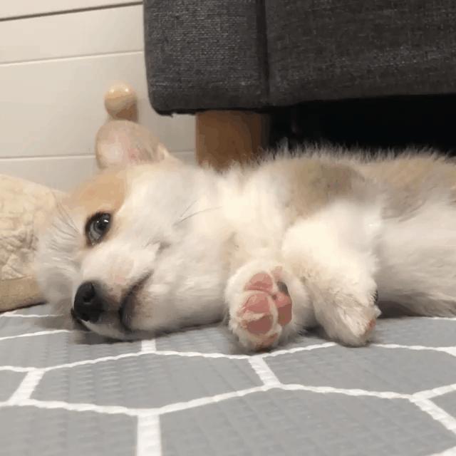 小短腿柯基居然有三个不同品种,小短腿柯基有多可爱