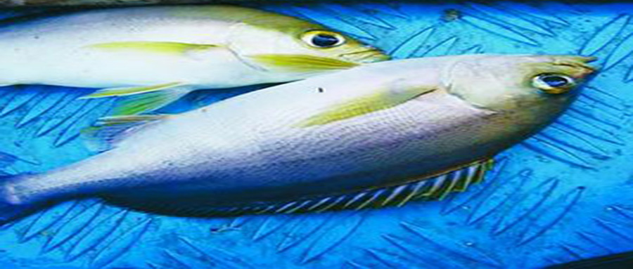 最适合孩子吃的鱼无刺又鲜嫩可口,最适合儿童吃的鱼有哪些