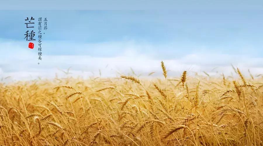 芒种黄龄清唱,芒种百里玄策