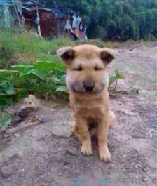 被蜜蜂蛰怎么判断蜂刺有没有拔出,蜜蜂蜇刺拔除视频