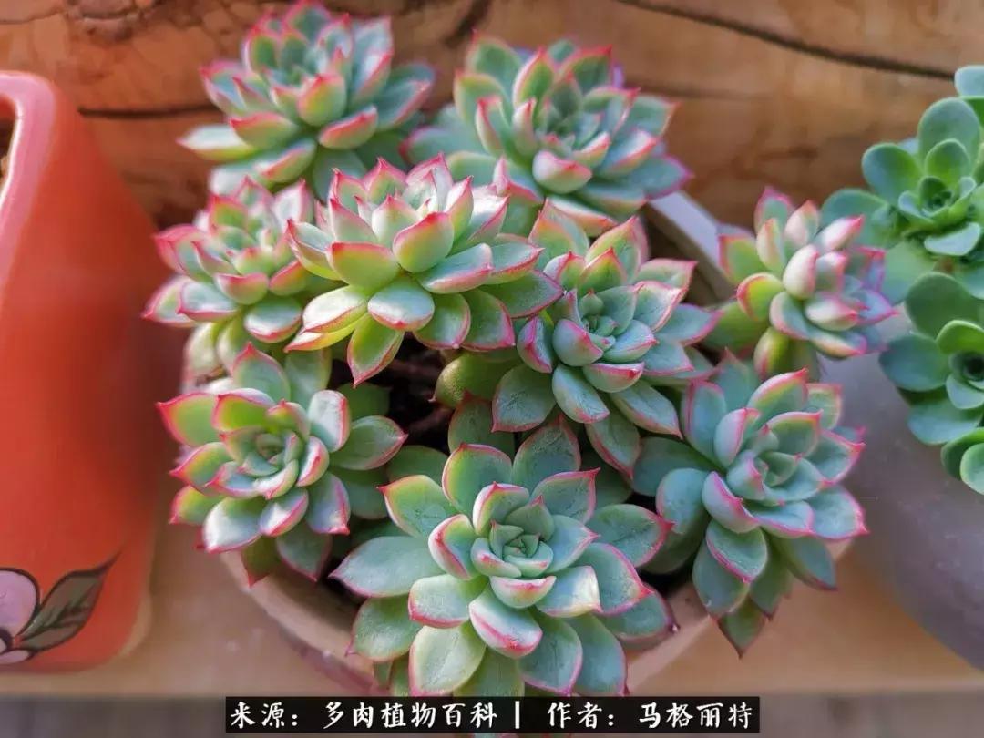 北方阳台多肉怎么过冬,北方阳台多肉