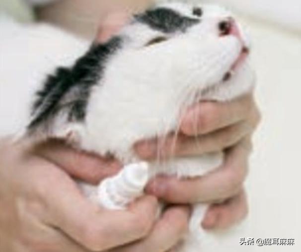 养猫常备哪些药品,家里养猫常备药