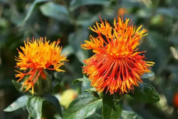 中草药各种花科普,花类的中草药有哪些