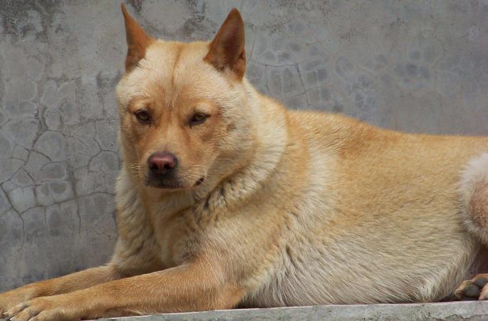 狗狗对着我叫是什么意思,狗狗对着主人叫是为什么