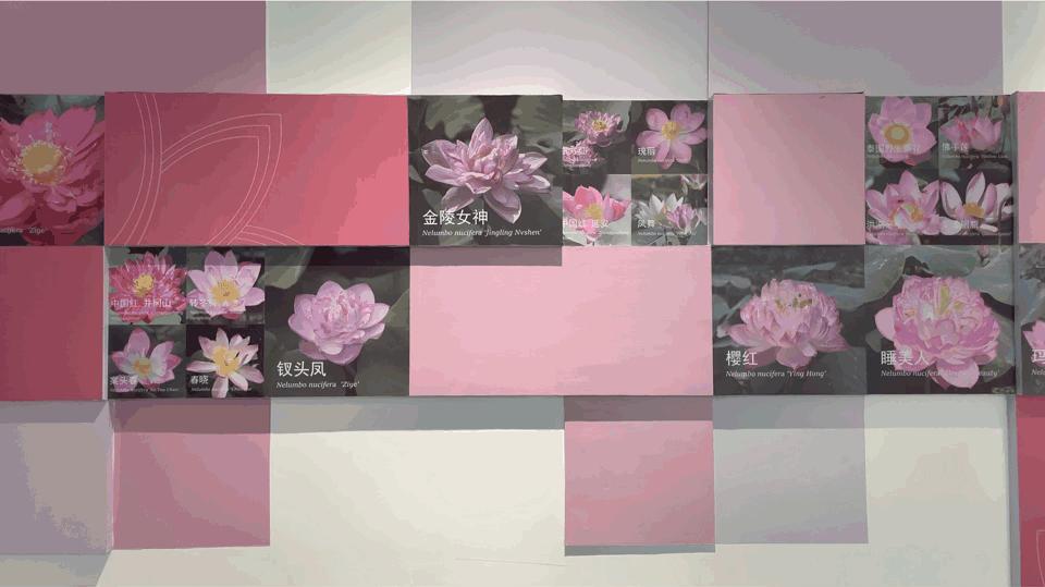 荷塘深处又添网红书院，深圳洪湖公园“荷·美空间”开门迎客