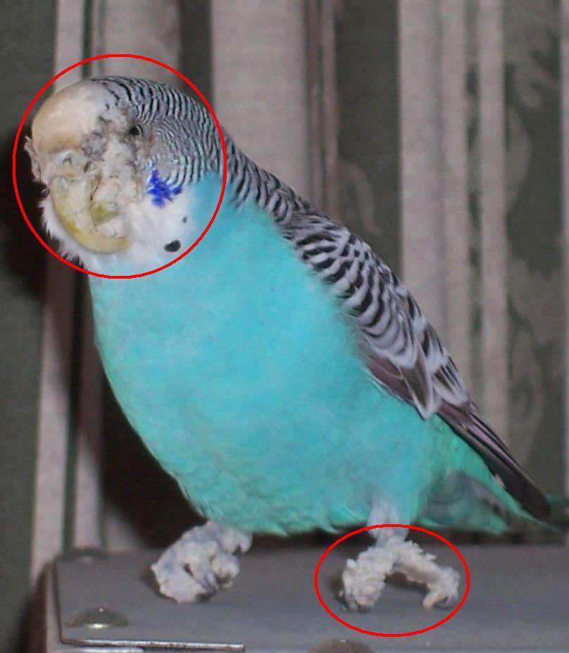 鹦鹉新手饲养注意事项,新手饲养鹦鹉的技巧和注意事项