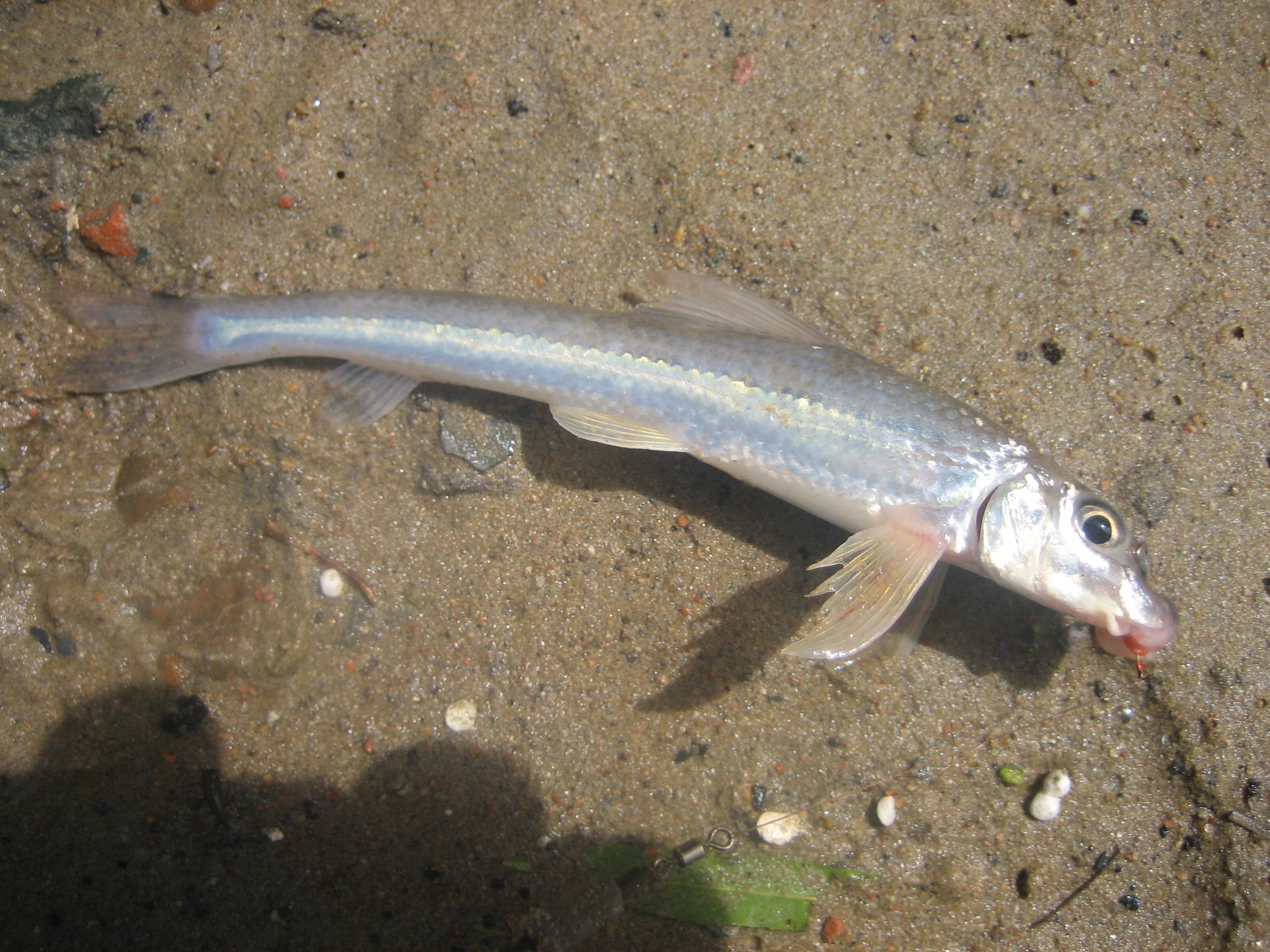 钓鱼知识秘籍书,钓鱼技巧小册子