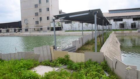 曝光这个龟痴老板,坐拥20多亩养龟场,就为做一瓶龟苓膏