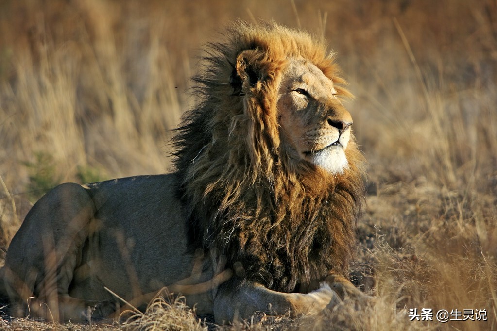 狮子大战野牛被其他野牛围攻,两只狮子对一只野牛展开猎杀